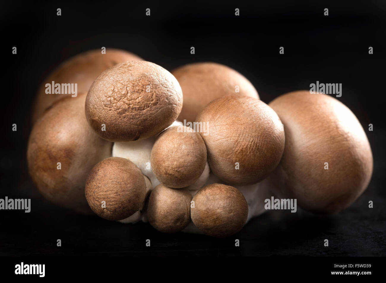 Baby bella mushrooms on a dark background Stock Photo