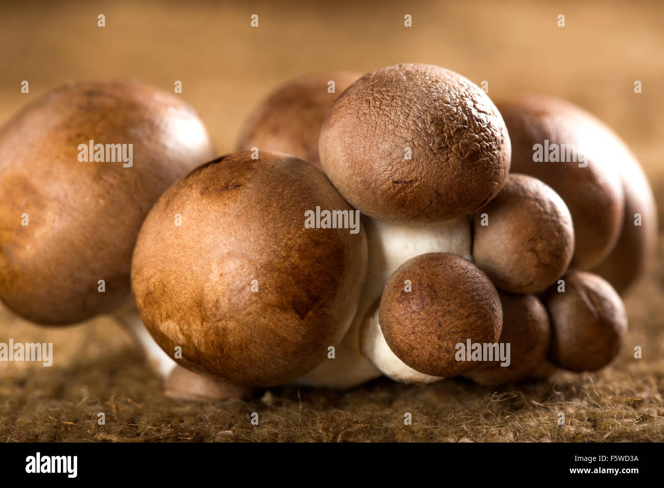 Organic Brown Baby Bella Mushrooms against a canvas background Stock