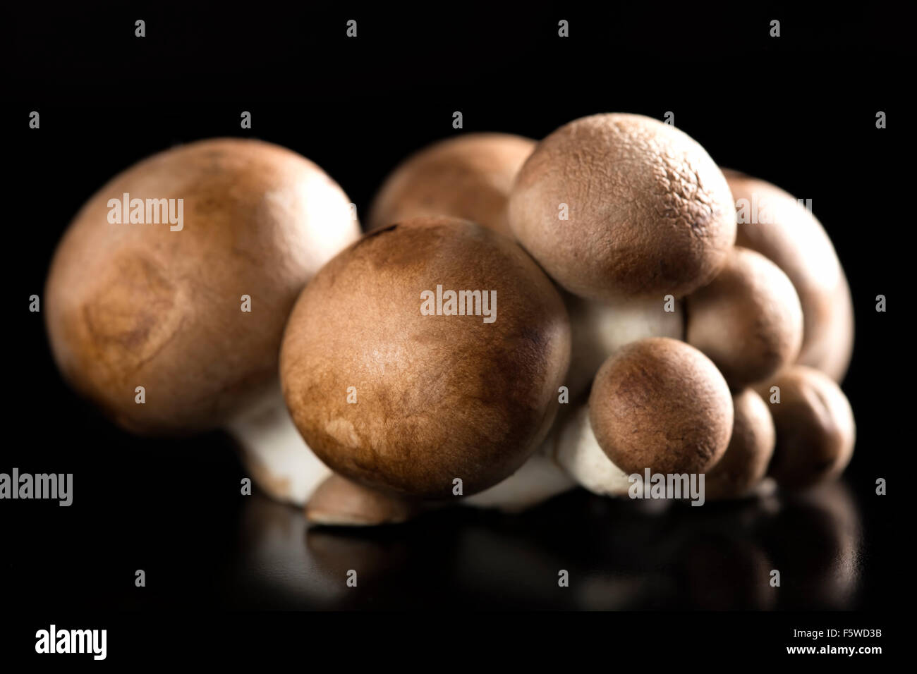 Baby bella mushrooms on a dark background with reflection Stock Photo