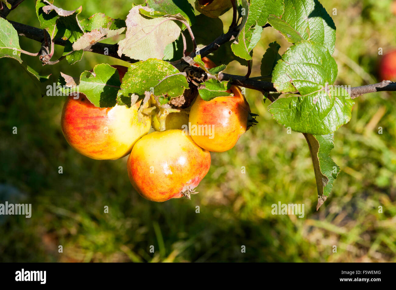 Newton Wonder apples growing on a tree. Stock Photo