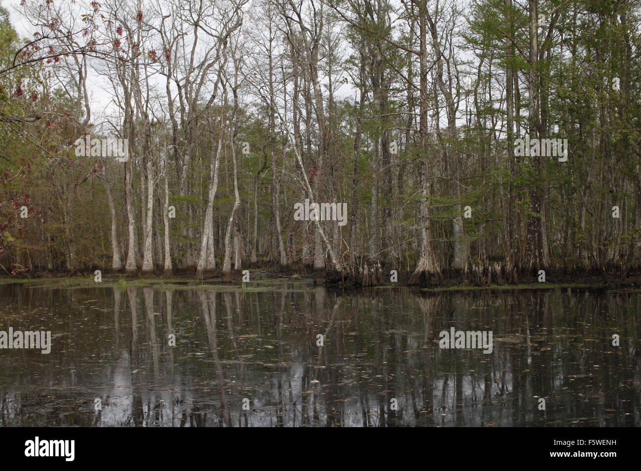Bayou louisiana hi-res stock photography and images - Alamy