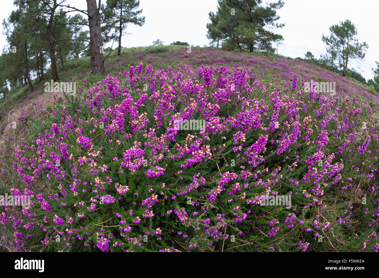 Bell heather, heather-bell, Graue Heide, Grauheide, Graue Glockenheide, Erica cinerea, Atlantische Küstenheide, Küstenheiden Stock Photo