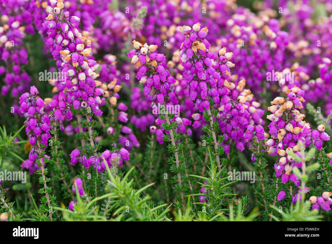 Bell heather, heather-bell, Graue Heide, Grauheide, Graue Glockenheide, Erica cinerea, La bruyère cendrée, Heidekrautgewächse Stock Photo