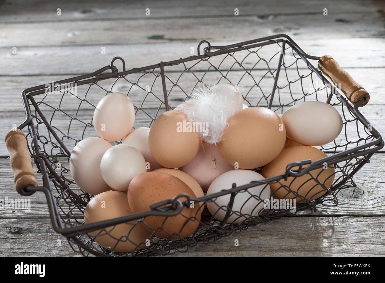 Hen's egg, hen's eggs, Hühnereier, Hühnerei, Eier, Ei, glückliche Eier, freilaufende Hühner, Bioeier, Zwerghuhn, Zwerghühner Stock Photo