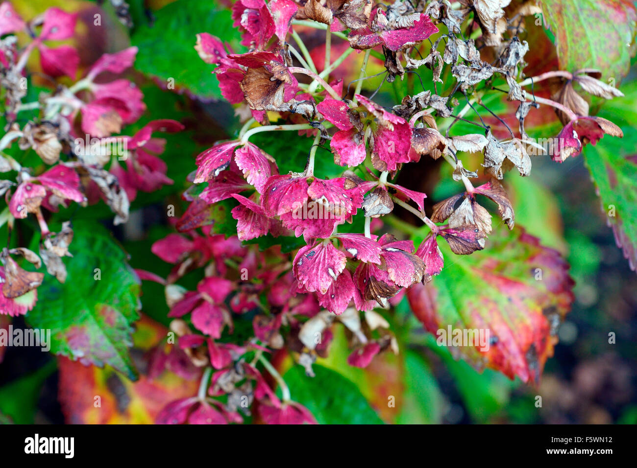 HYDRANGEA SEASON DIE OFF Stock Photo Alamy