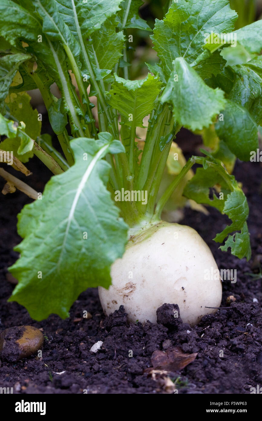 Brassica rapa. Turnip 'Tiny Pal' growing in a vegetable garden. Stock Photo
