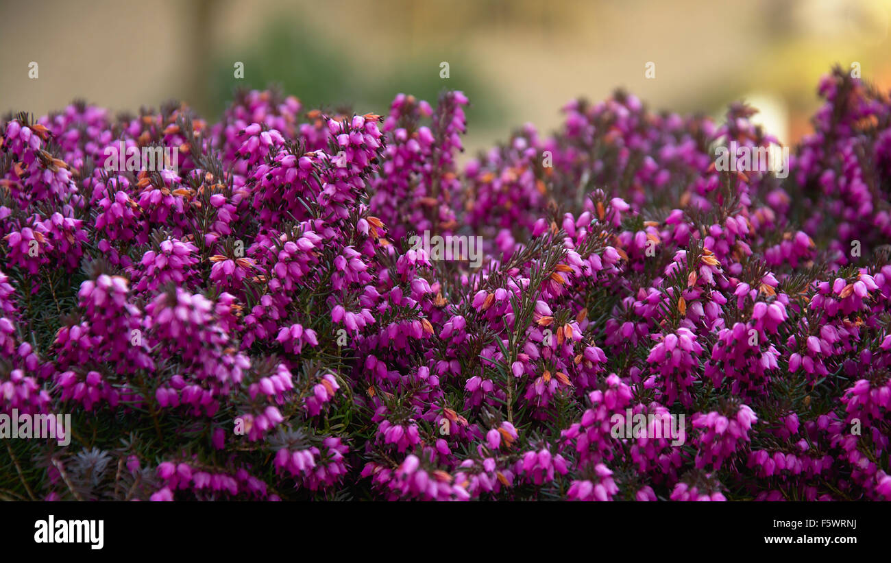 purple flowers background Stock Photo - Alamy