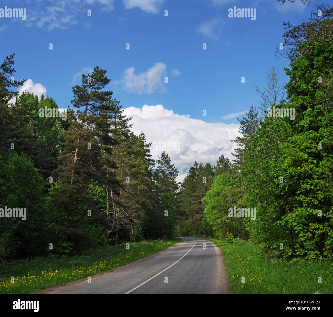 Asphalt road through forest Stock Photo - Alamy