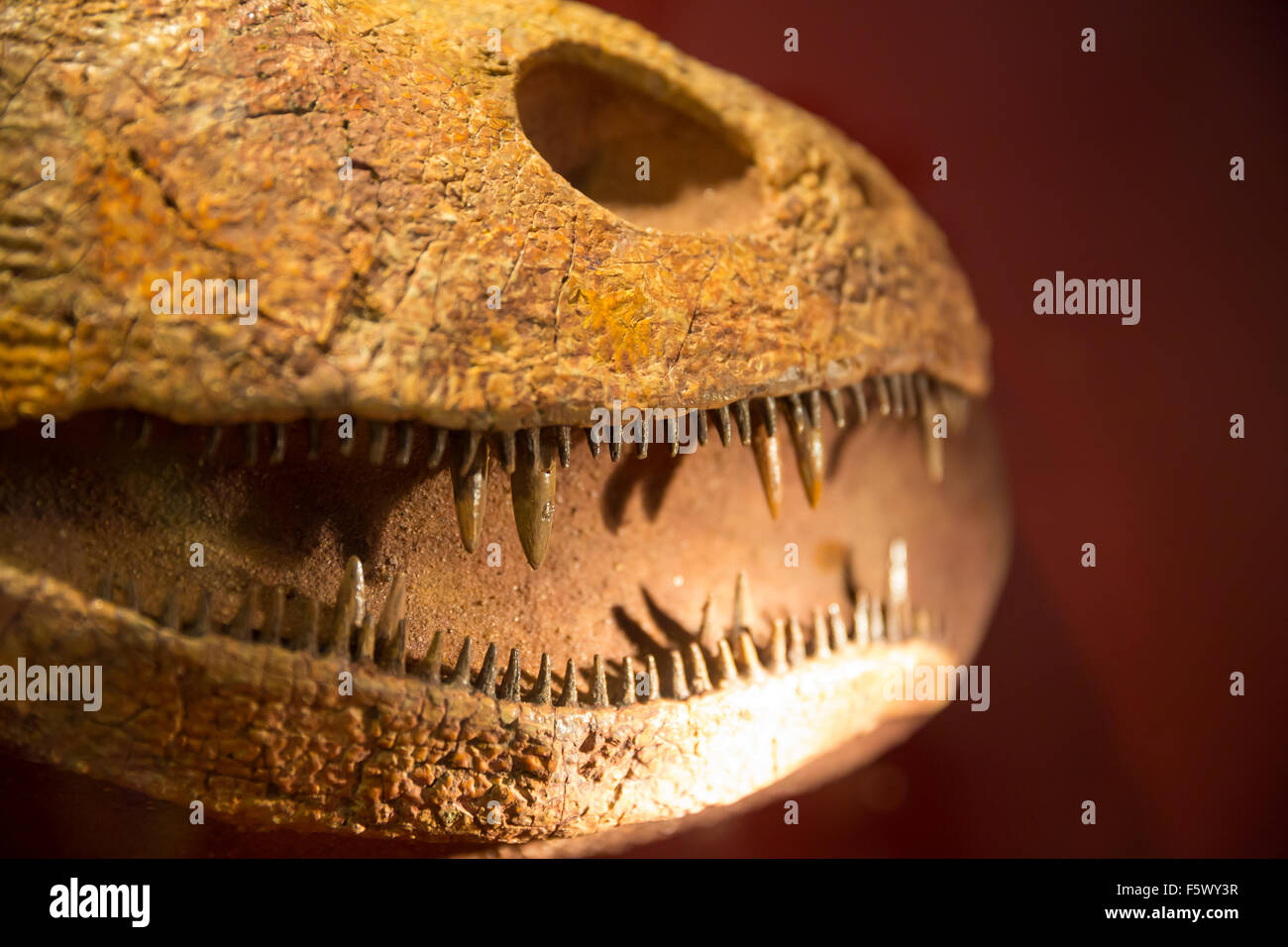 Sharp teeth of fossil dinosaur Stock Photo