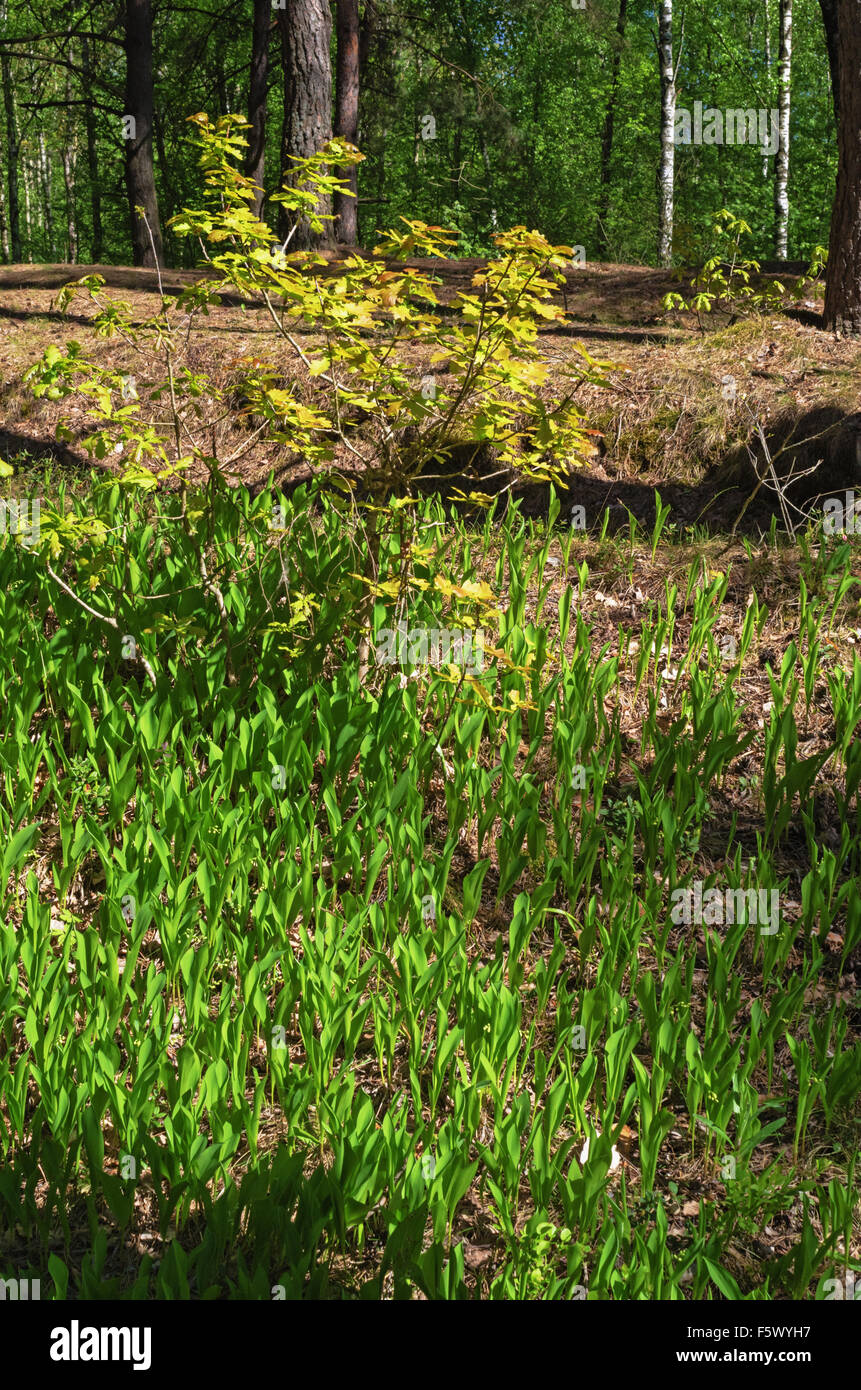 Variegated lily of the valley hi-res stock photography and images - Alamy