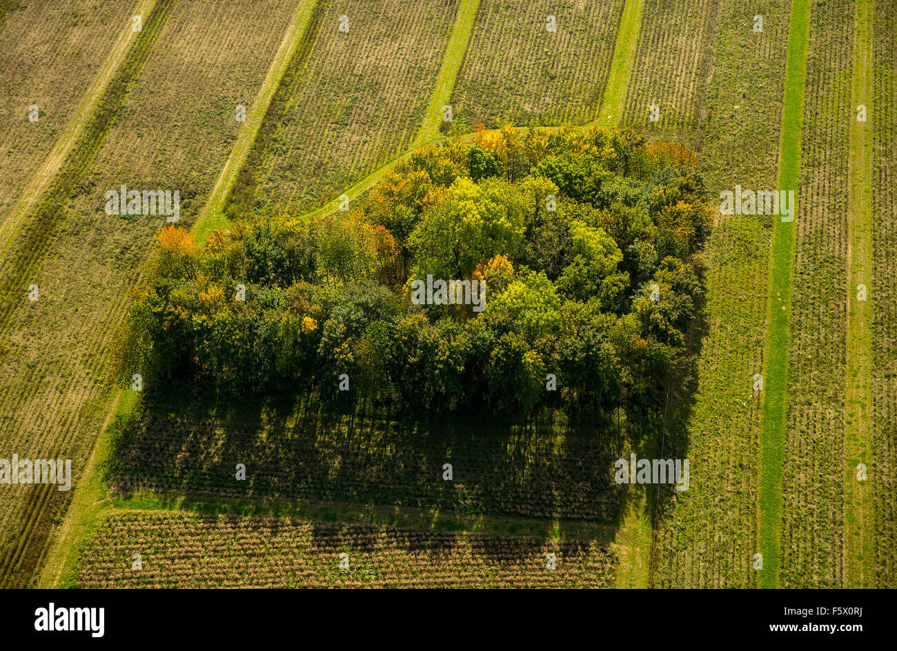 Beech hedge, hedgerow in autumn, Nuttlar, Bestwig, Sauerland, North Rhine-Westphalia, Germany, Nuttlar, Bestwig, Sauerland, Stock Photo