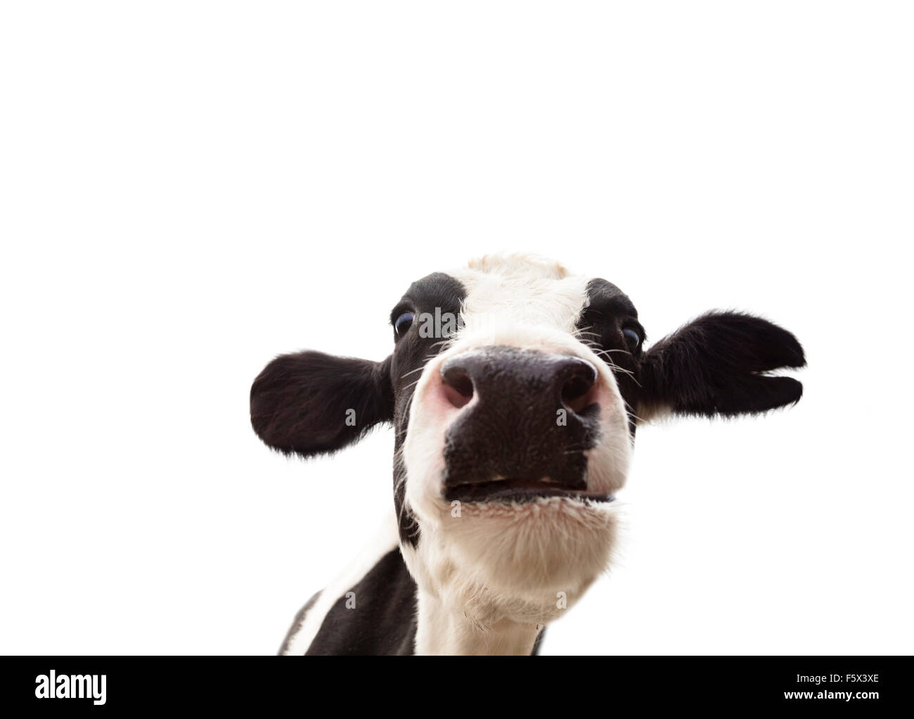 closeup  cow head isolated on  white background Stock Photo