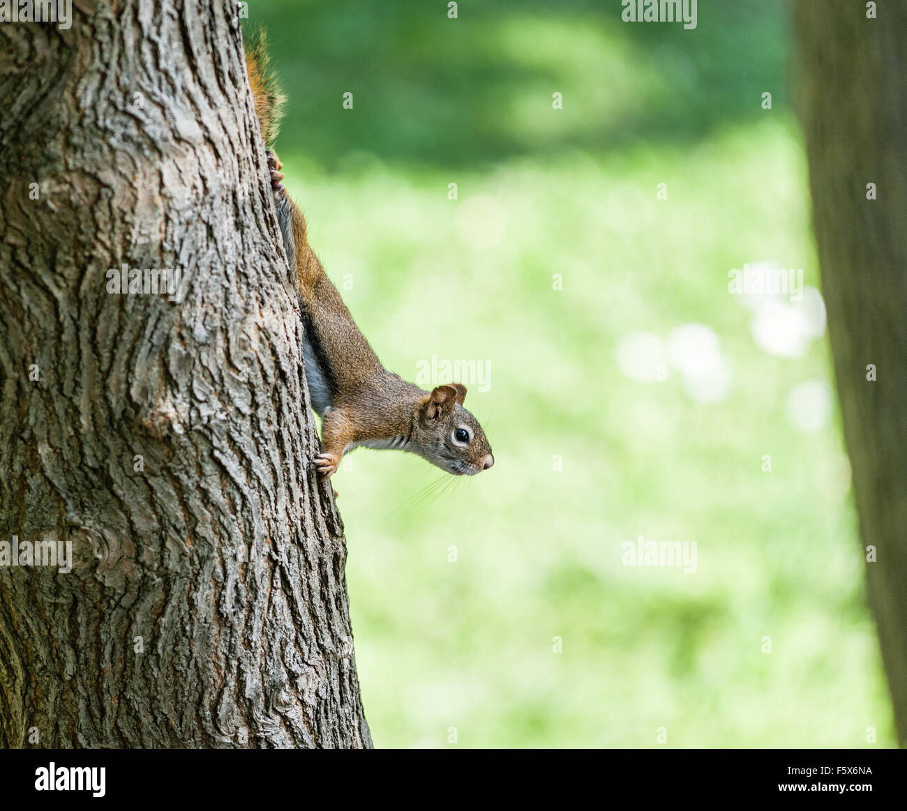 Walking down tree hires stock photography and images Alamy