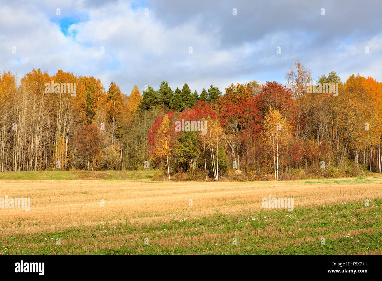 Landscape field trees hi-res stock photography and images - Alamy