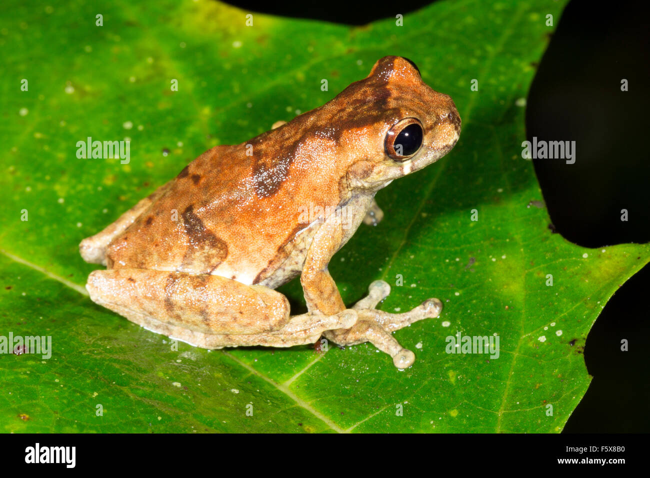 Short-headed Treefrog (Dendropsophus parviceps). A female distended with eggs on a leaf at the edge of a rainforest pond Stock Photo