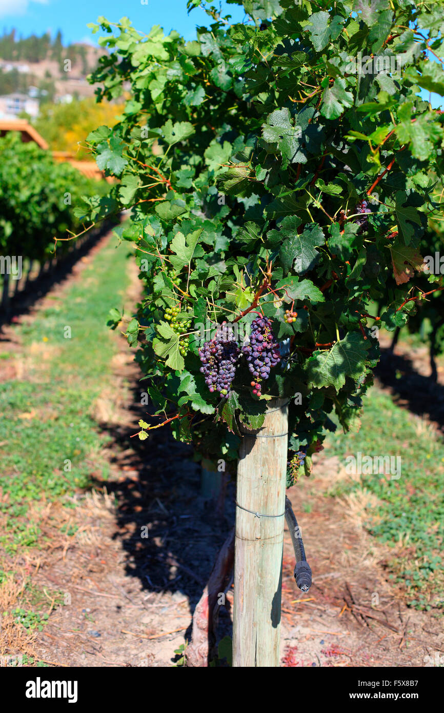 Grapes on the vine at a vineyard in Kelowna BC Stock Photo