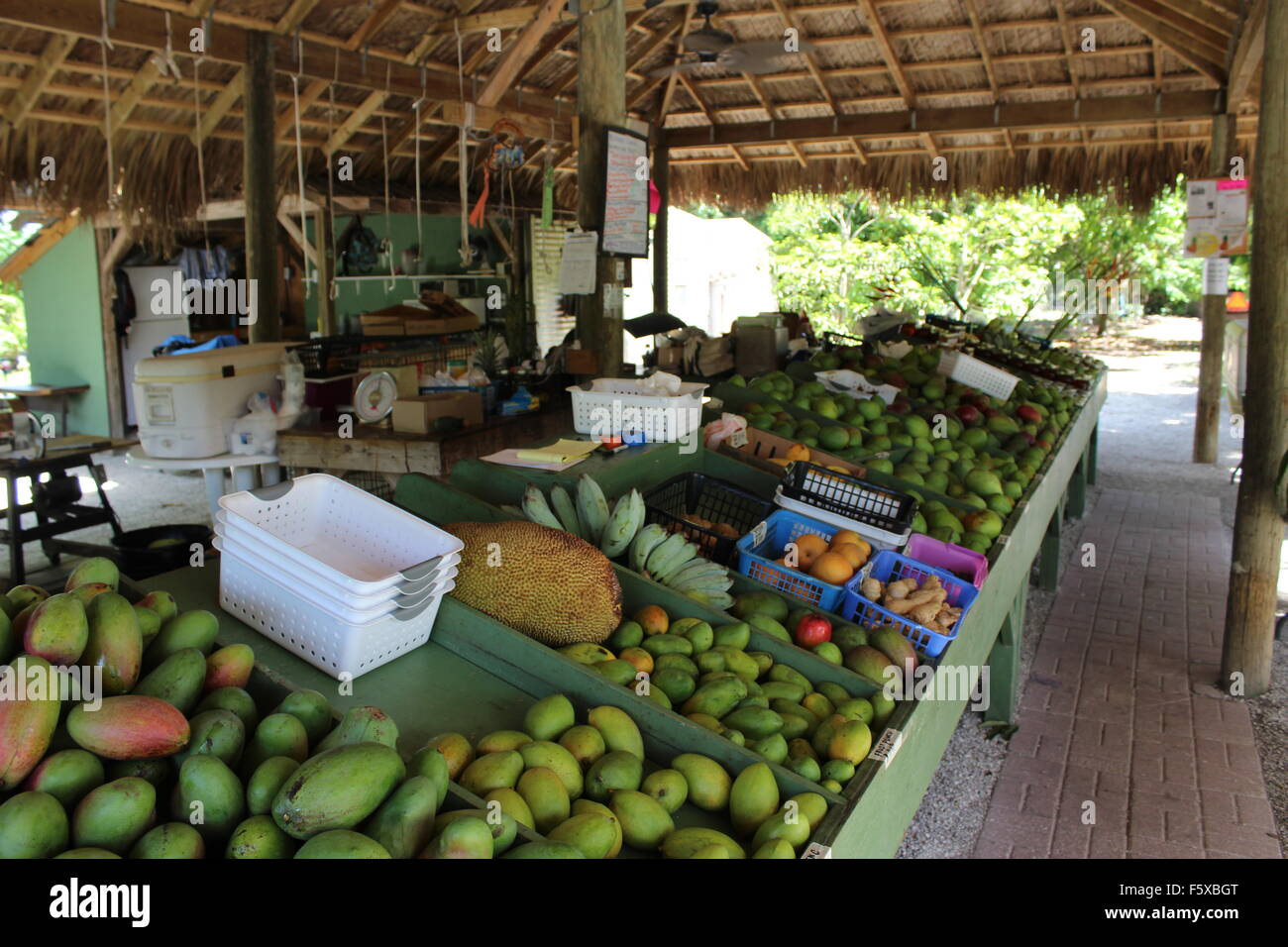 Mangoes on Pine Island Stock Photo