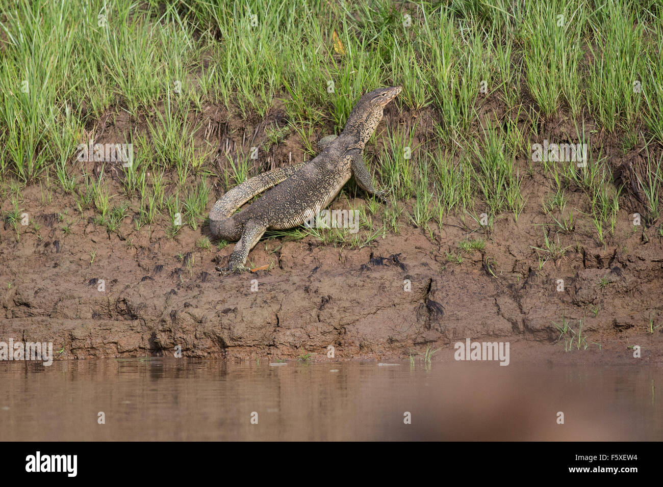 Wild water monitor lizard on the banks of the Kinabatangan river in Borneo Stock Photo