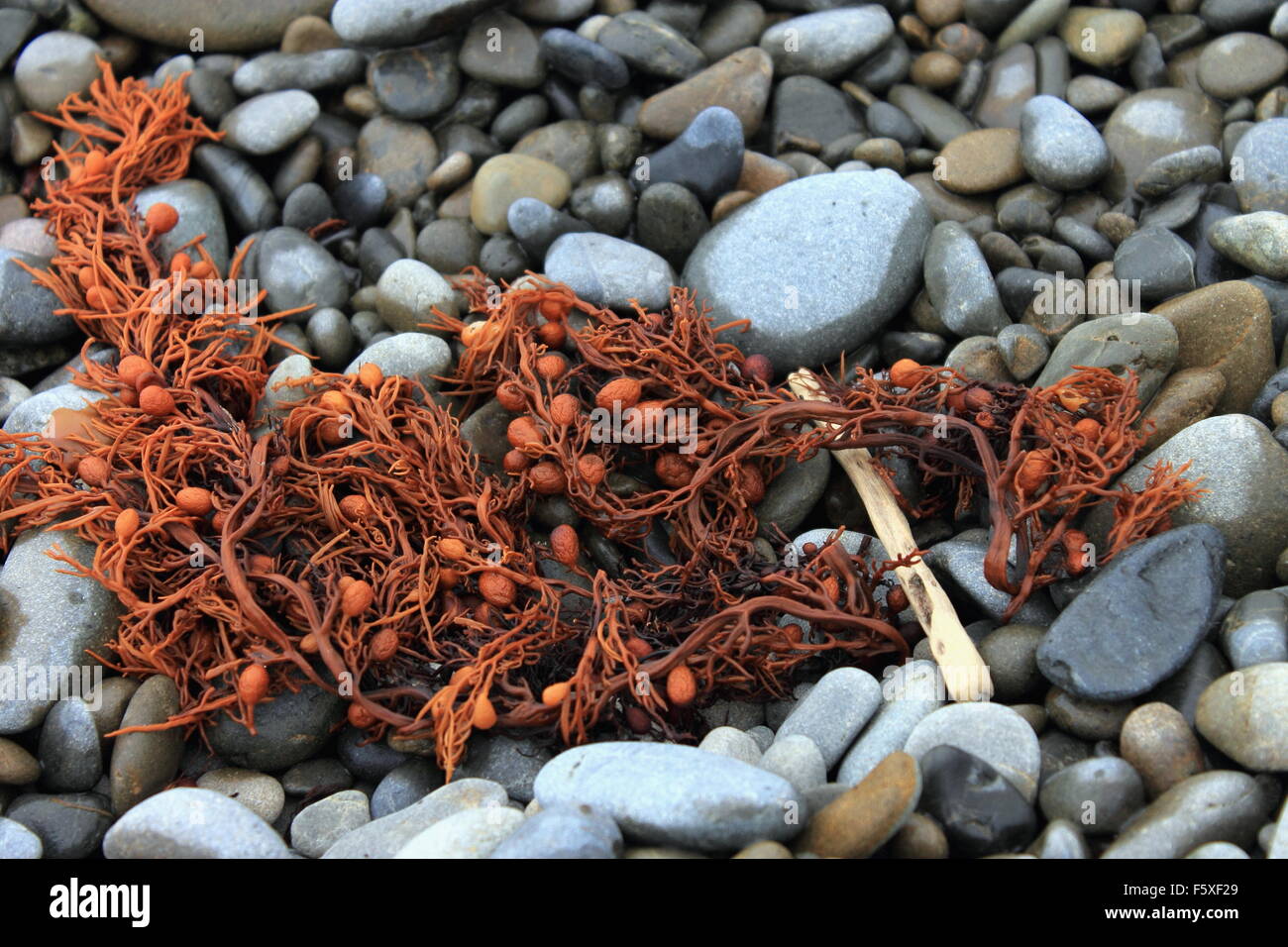 Seaweed on a stony beach Stock Photo