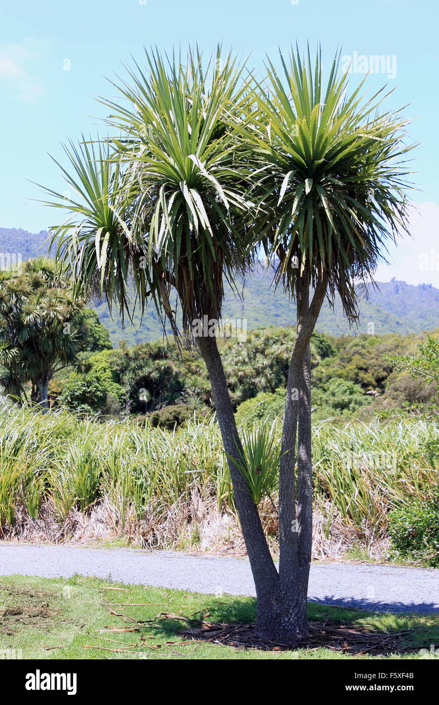 Cabbage tree new zealand hires stock photography and images Alamy