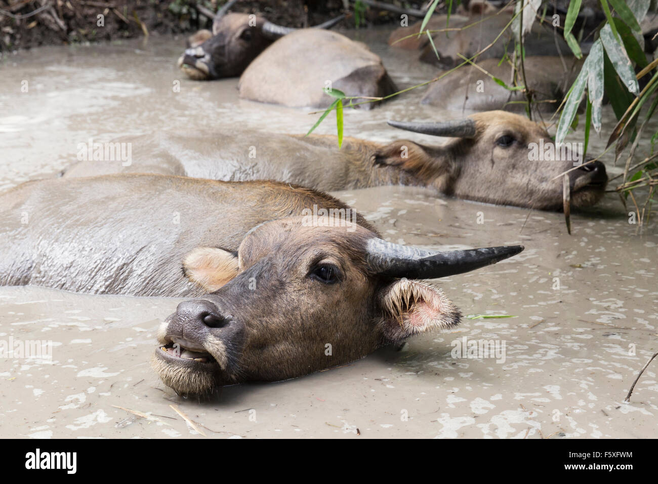 Water buffalo in a mud hole in Thailand Stock Photo