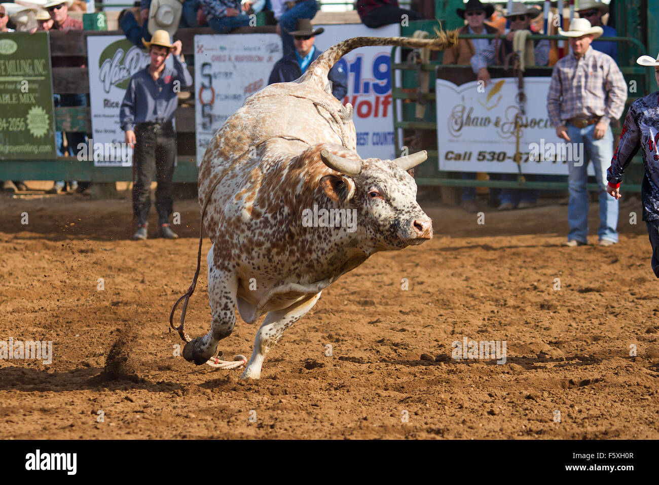 Youth compete in a NSRA youth rodeo in Lincoln, California Stock Photo