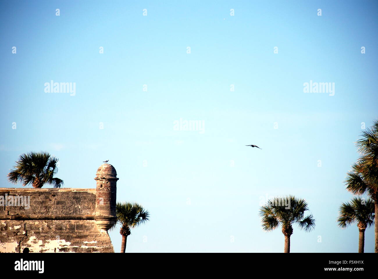 St augustine bird hires stock photography and images Alamy