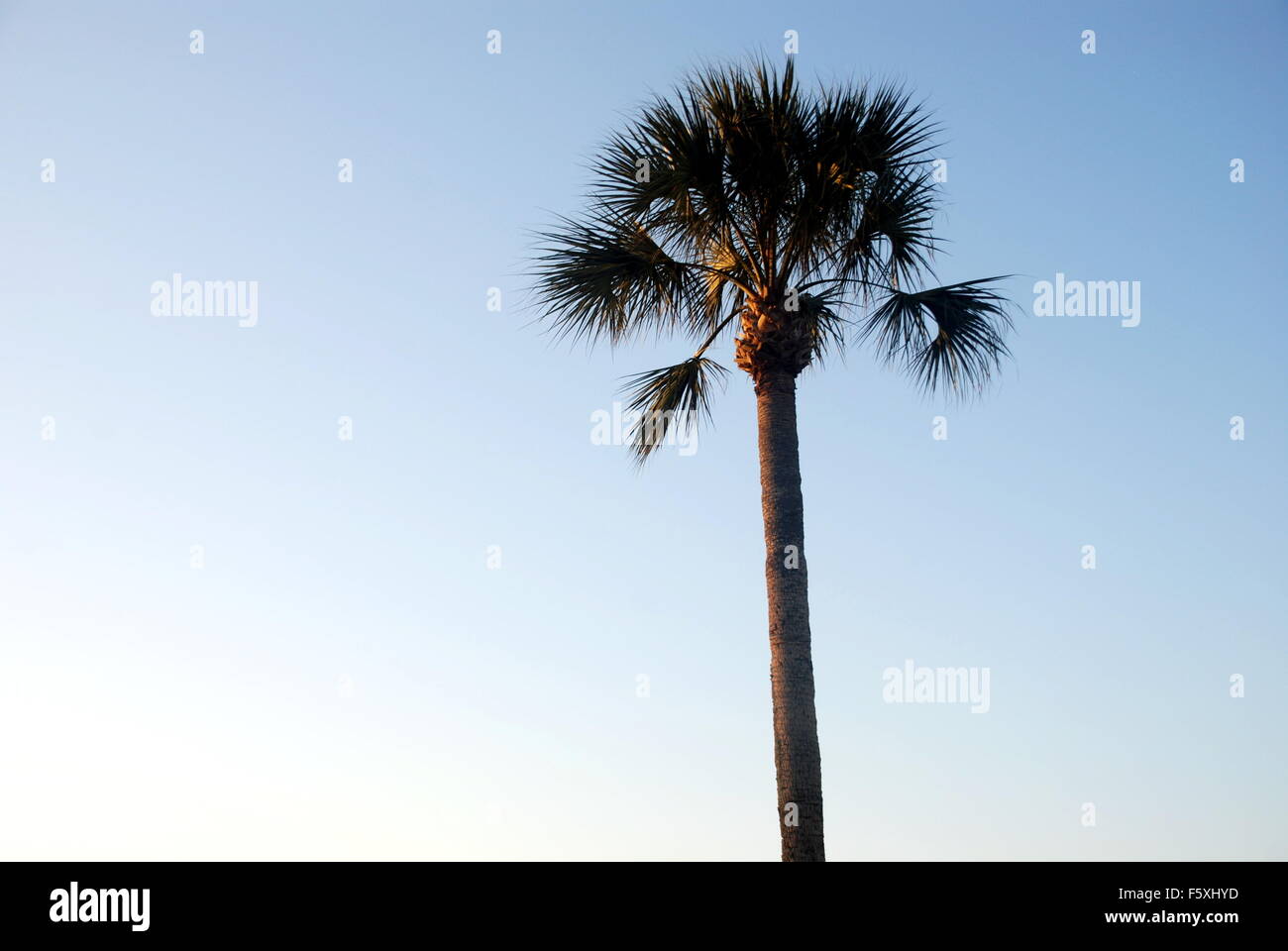 Tall coconut tree hi-res stock photography and images - Alamy