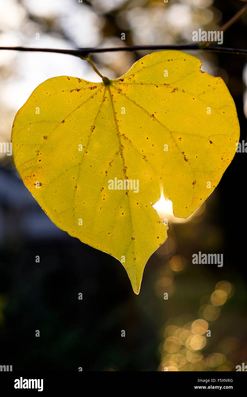 Heartshaped leaf of an eastern redbud tree, a small deciduous shrub Stock Photo 89712996 Alamy