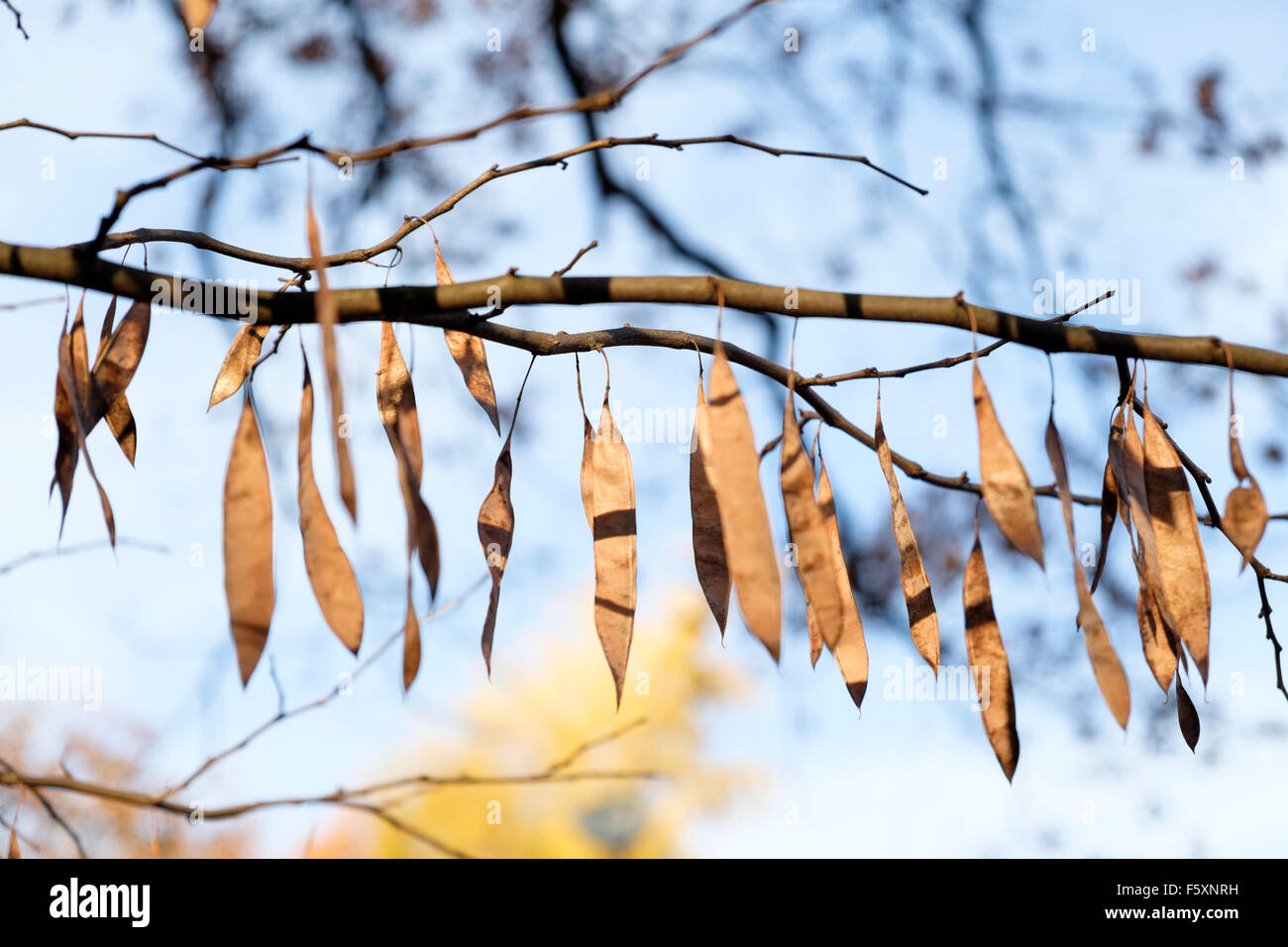 Seed pods of an eastern redbud tree, a small deciduous shrub native to North America. Stock Photo