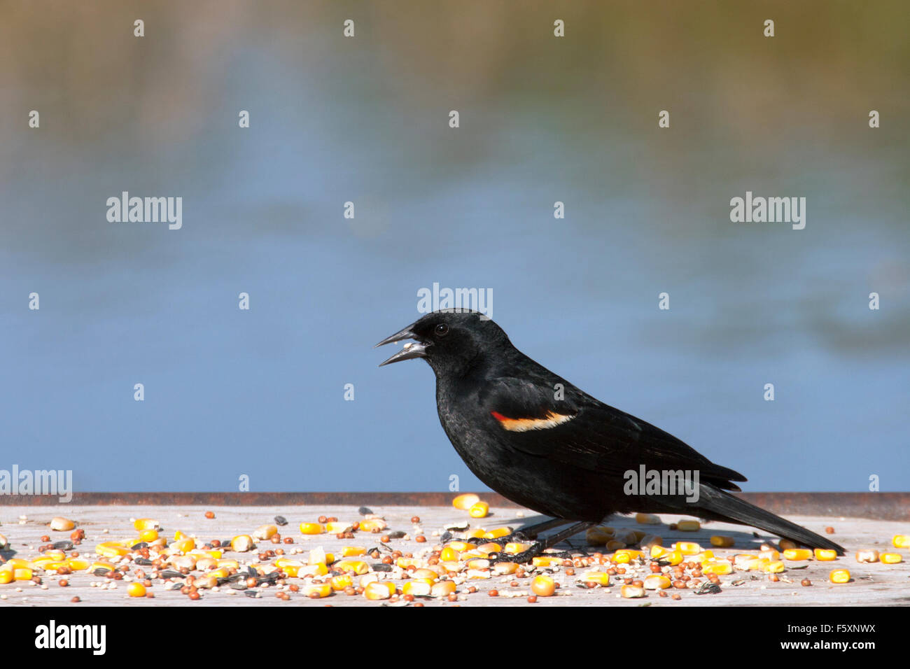 Red-winged Blackbird (Agelaius phoeniceus) eating seeds at bird feeder Stock Photo