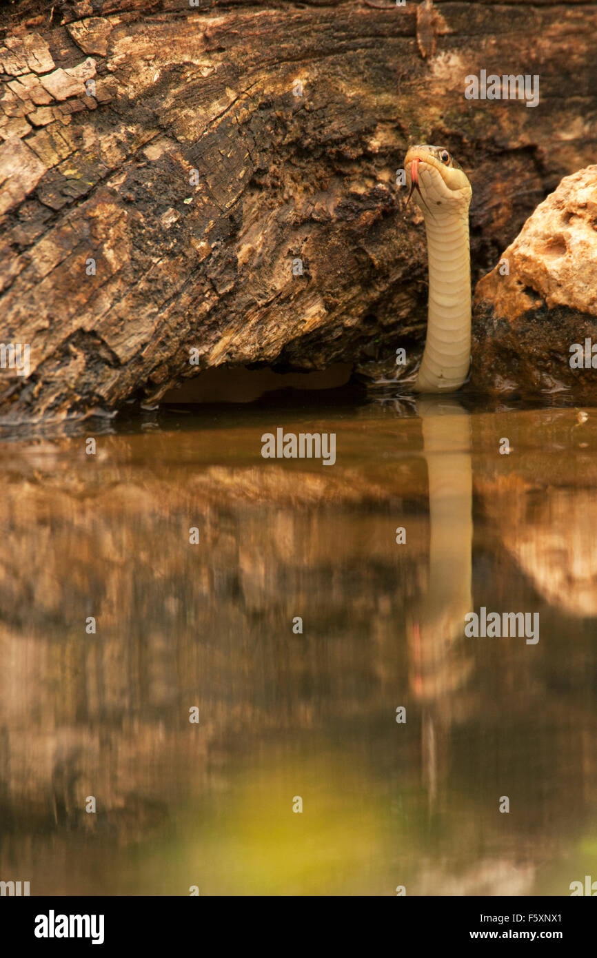 Texas garter snake hires stock photography and images Alamy