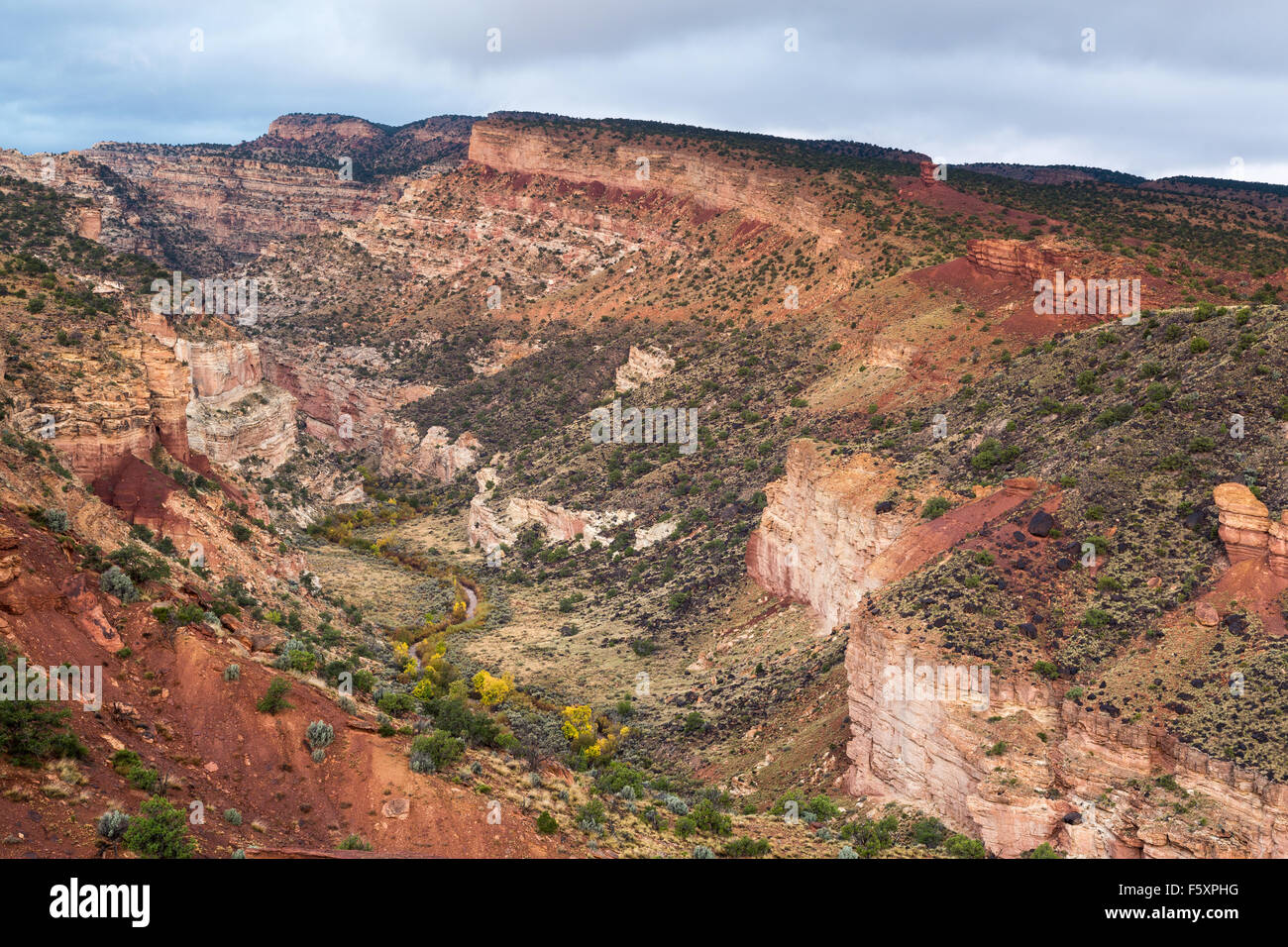 Fremont cottonwood trees changing color for fall along the Fremont River, Capitol Reef National Park, Utah Stock Photo