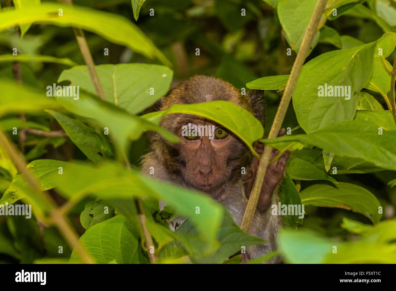 Can you see me ? Shy monkey peeks out from behind some green leaves. Stock Photo