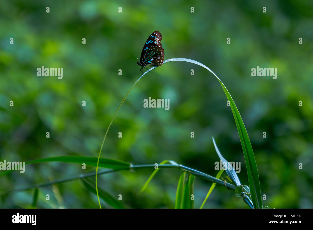 Butterfly on a blade of grass, with green background Stock Photo - Alamy