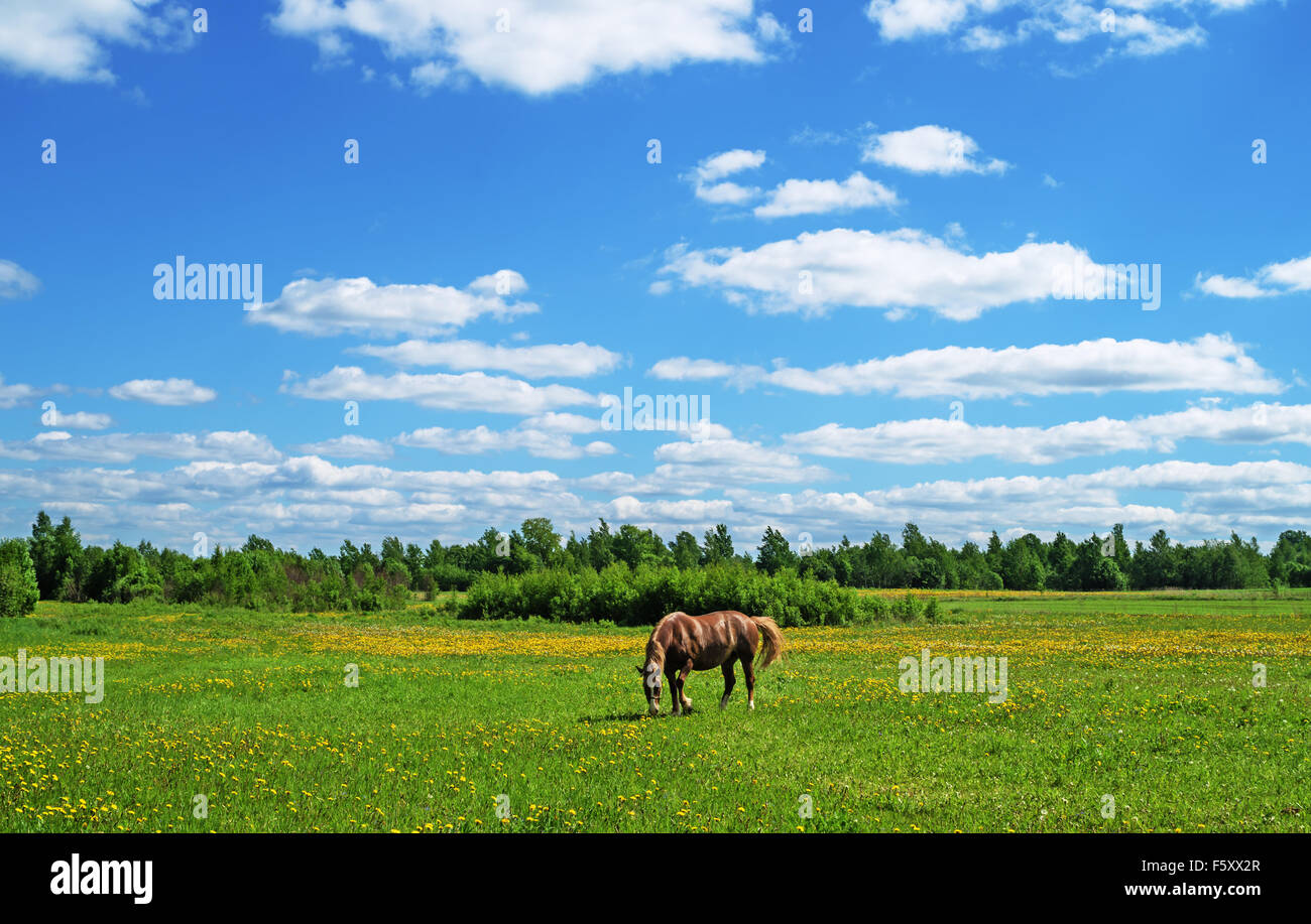 The brown horse on village spring meadow with dandelions. Stock Photo