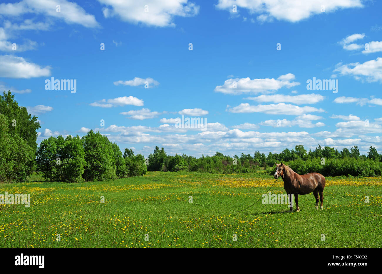 The brown horse on village spring meadow with dandelions. Stock Photo