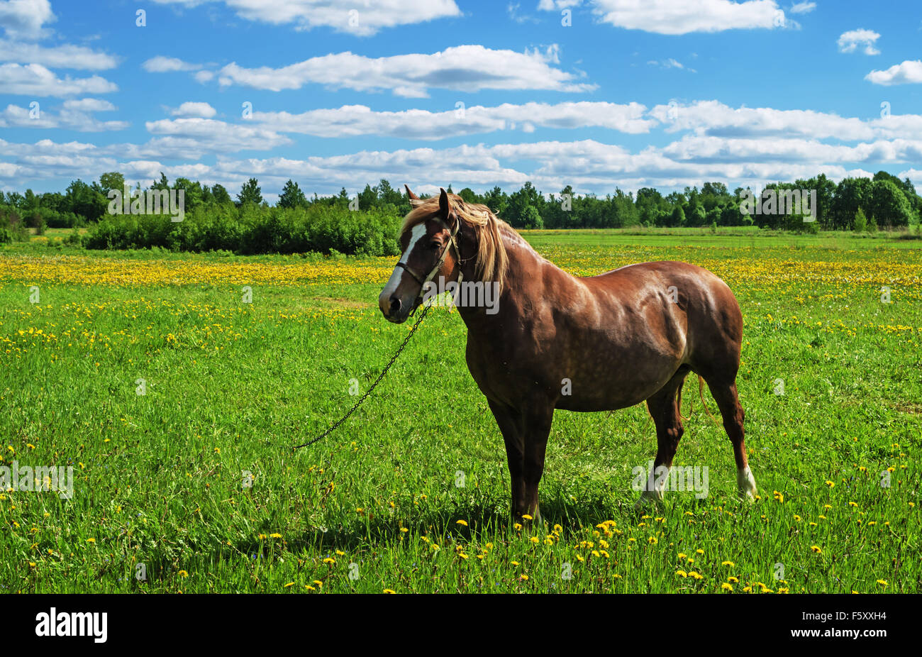 The brown horse on village spring meadow with dandelions. Stock Photo