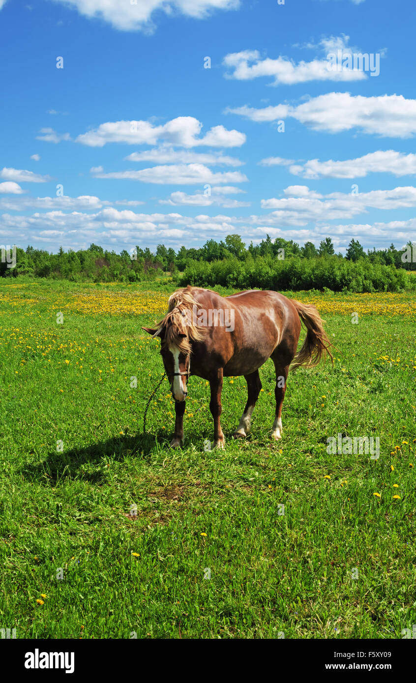 The brown horse on village spring meadow with dandelions. Stock Photo