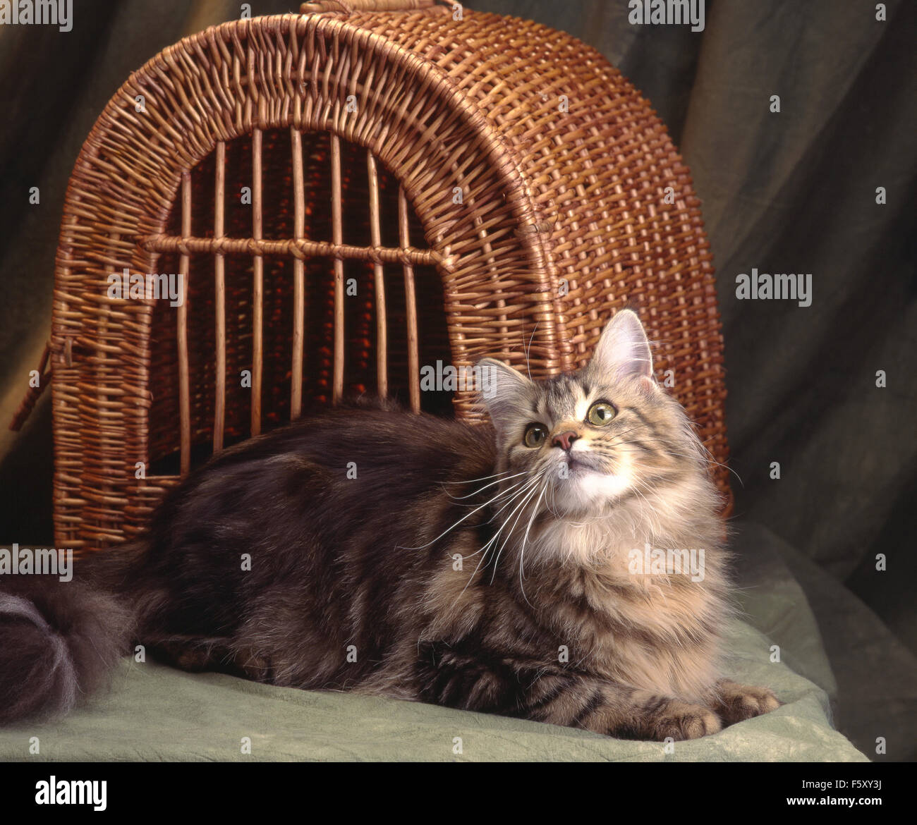 a beautiful tabby mainecoon lying in front of a wicker pet carrier, looking upward, shot in studio on a yellowish green backdrop Stock Photo