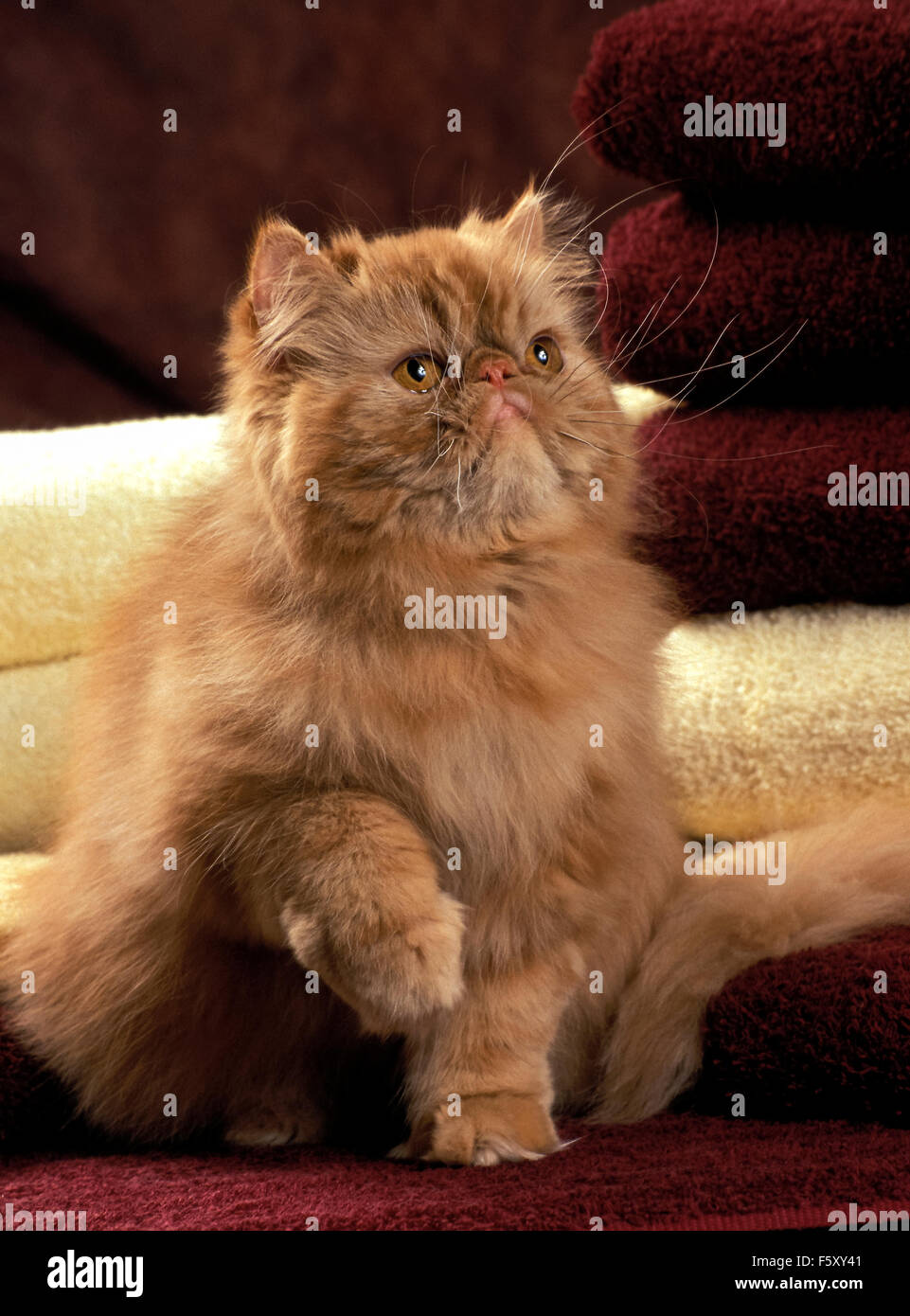 Persian cat Stock Photo