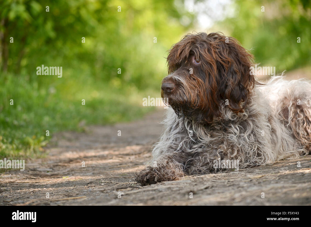 Wired hair pointing Griffon Stock Photo Alamy