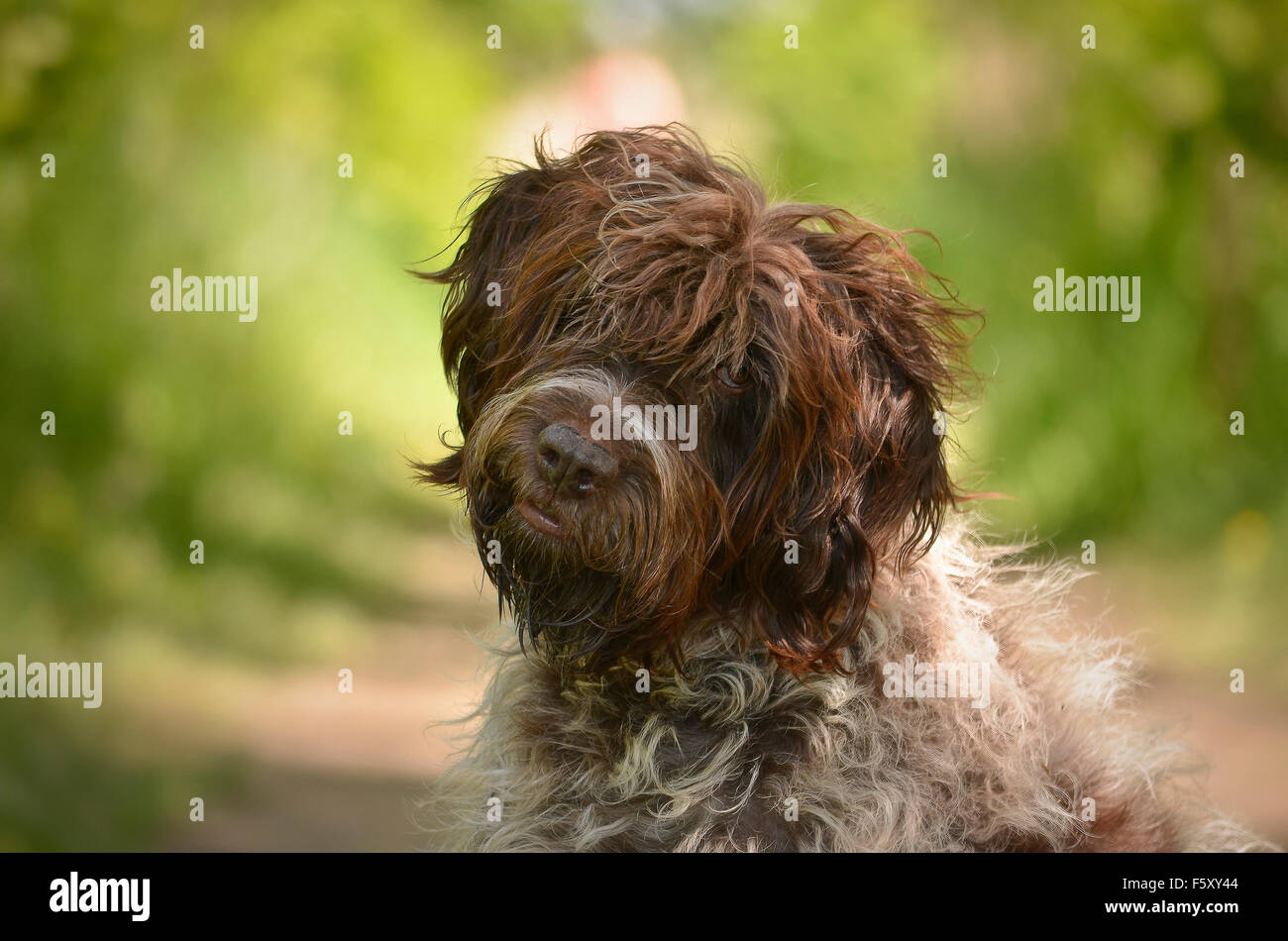 Wire haired water dog cheap