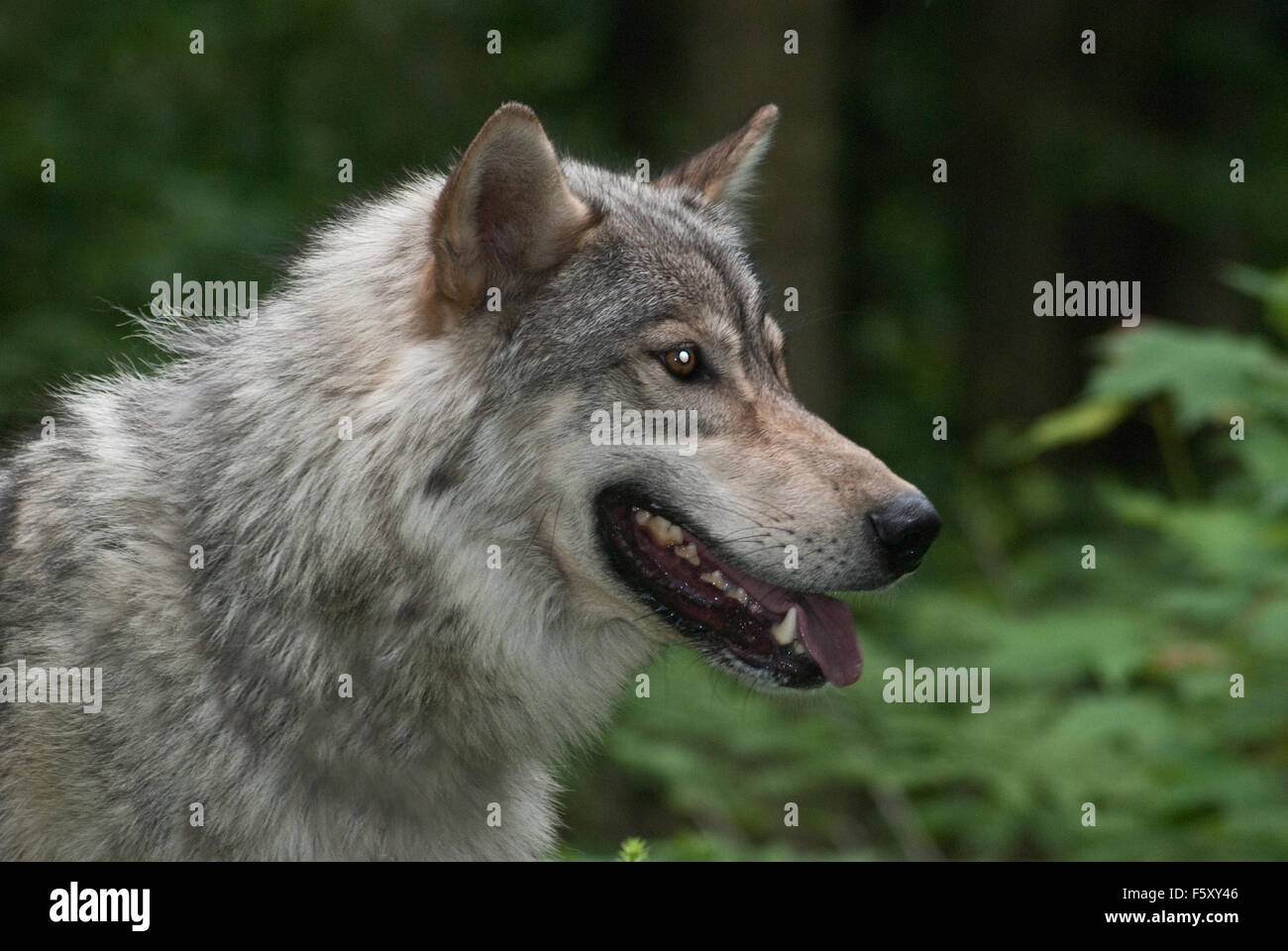 wolf head shot Stock Photo - Alamy