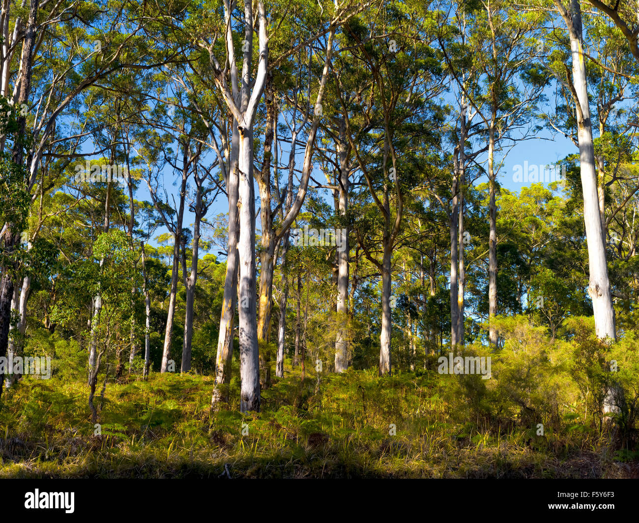 Karri Trees Australia Western Australia Bush Fire Zone Stock Photo Alamy