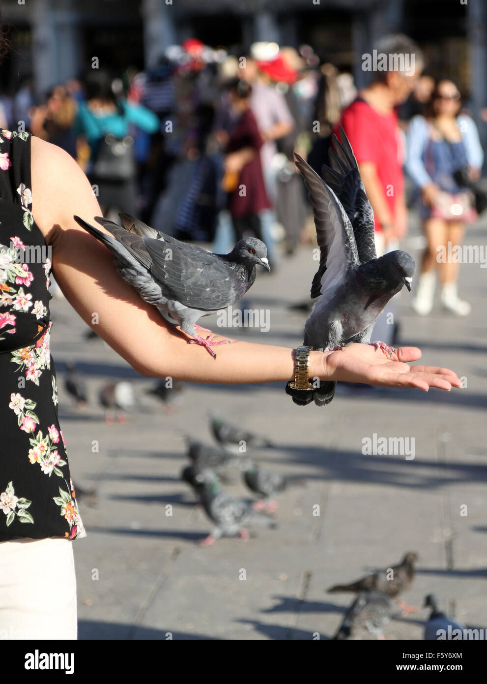 Pigeons on a young womans arm in St Marks Square, in Venice Italy Stock Photo