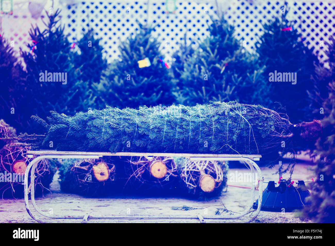 Beautiful fresh cut Christmas trees at Christmas tree farm Stock Photo