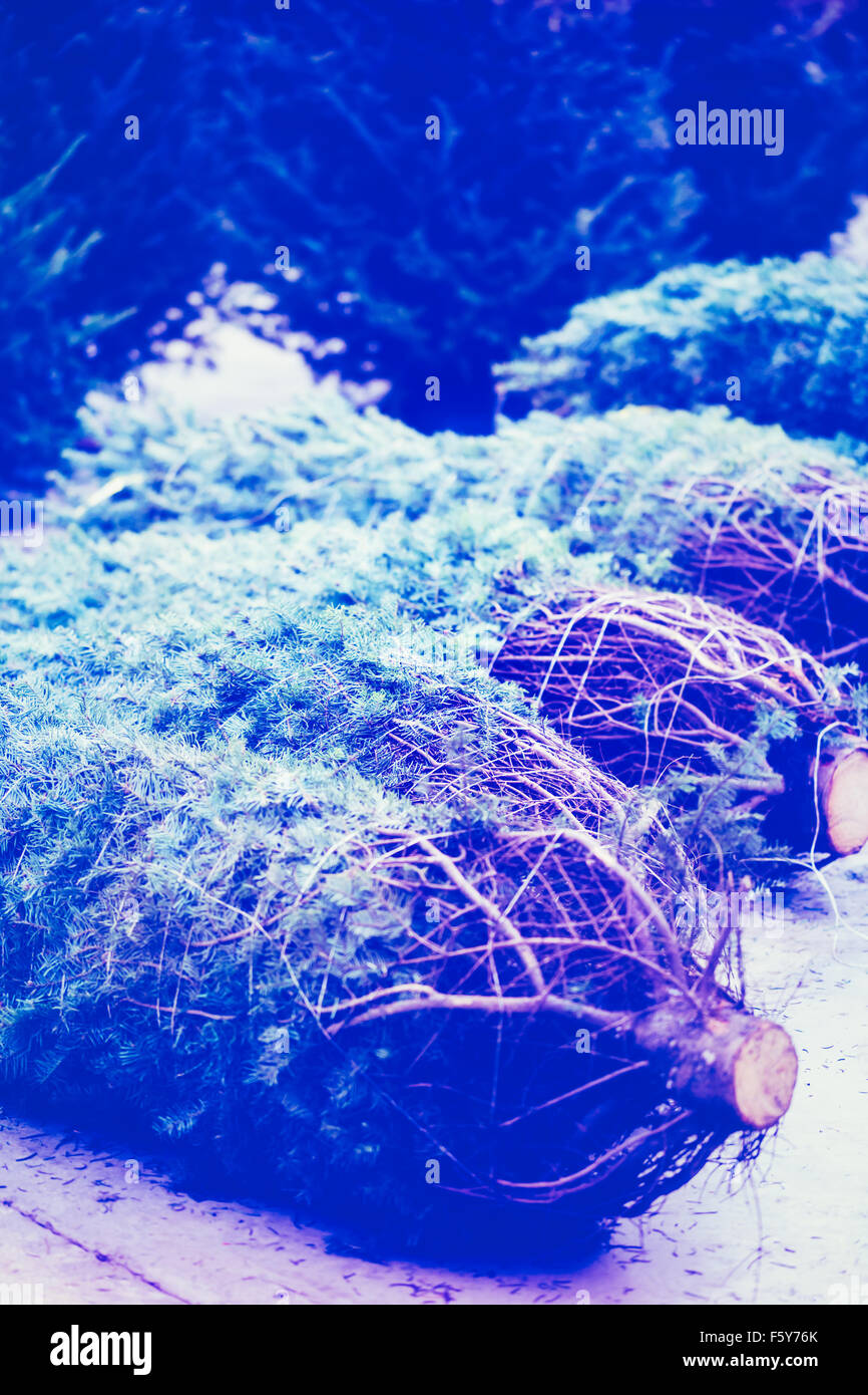 Beautiful fresh cut Christmas trees at Christmas tree farm Stock Photo Alamy