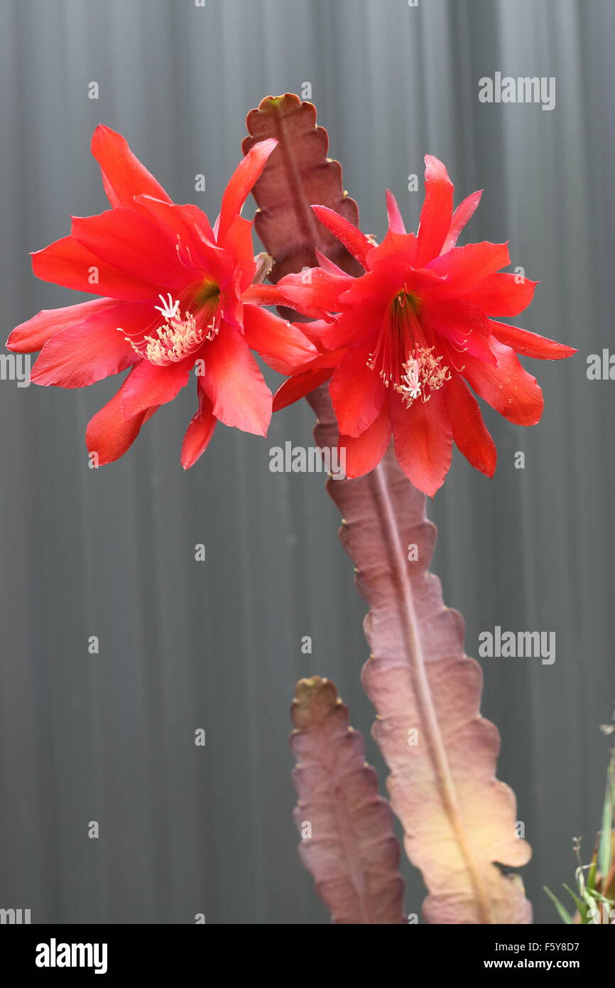 Close up of Epiphyllum or orchid cactus blooming flowers Stock Photo