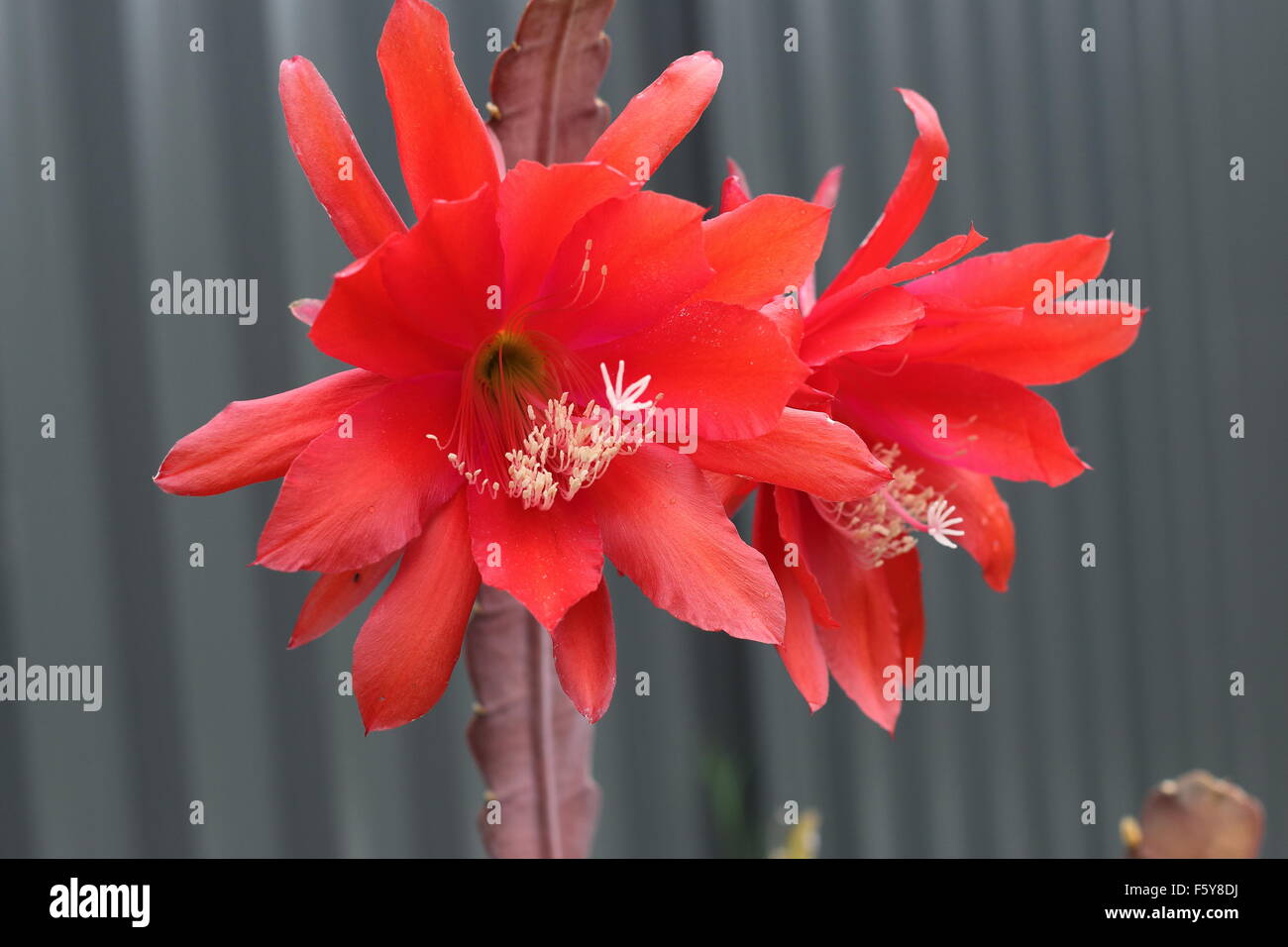 Close up of Epiphyllum or orchid cactus blooming flowers Stock Photo